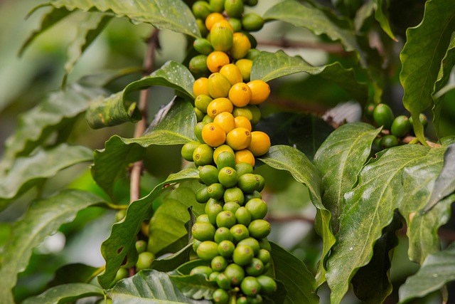 Person journaling with a cup of coffee and plants, indicating introspection